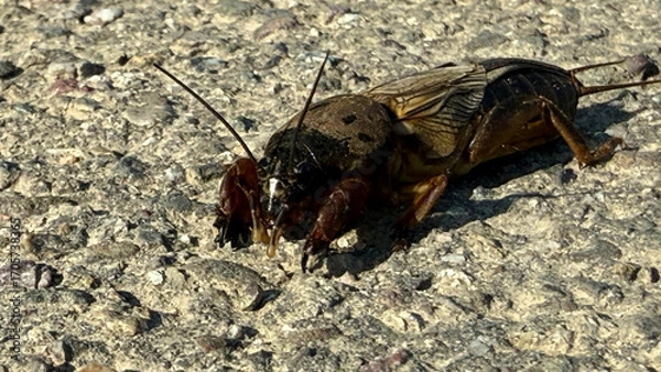 Fototapeta Mole cricket running along a field path