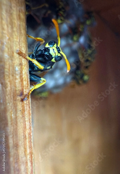 Fototapeta Wasp sitting on a wasp nest