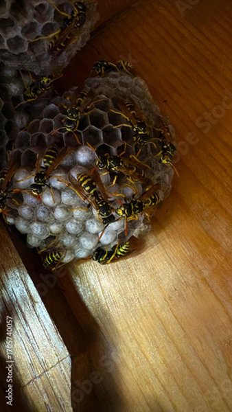 Fototapeta Wasp sitting on a wasp nest