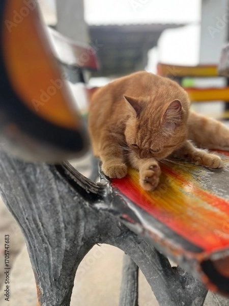 Obraz cat on the roof