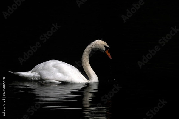 Fototapeta swan isolated on black lake background