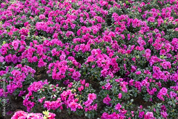 Fototapeta Cluster of pink Azalea flowers blooming densely on compact shrubs.
