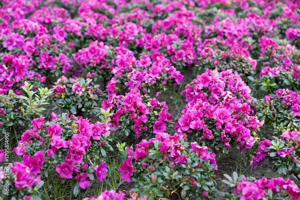 Fototapeta Cluster of pink Azalea flowers blooming densely on compact shrubs.