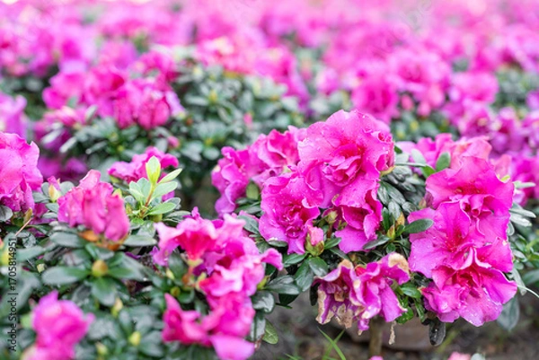 Fototapeta Cluster of pink Azalea flowers blooming densely on compact shrubs.