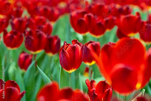 Fototapeta Blooming red tulips. tulip flowers with deep red petals. forming flower arrangement background.