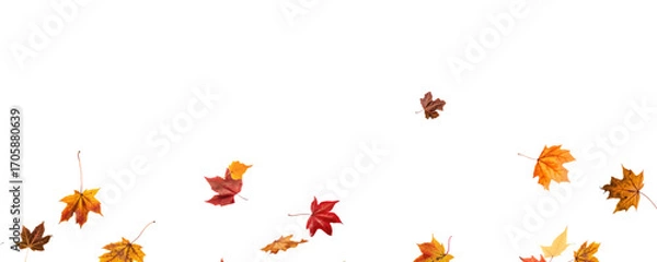 Fototapeta Falling leaves, autumn foliage on transparent background, beautiful background of orange and gold leaves. Vector maple leaf, png, flying foliage from tree.	
