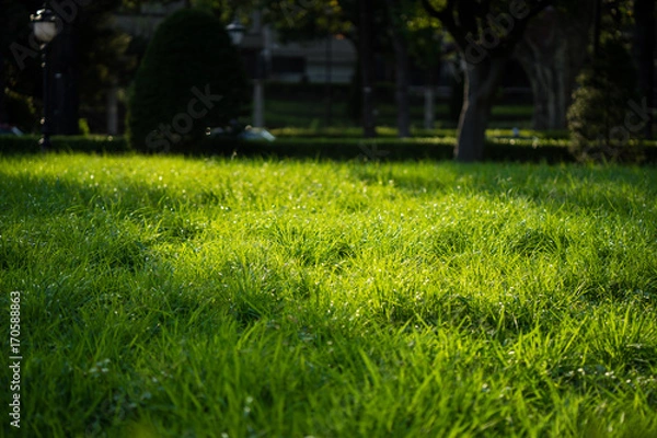 Fototapeta 東京都新宿区四谷１丁目、若葉東公園の緑地。