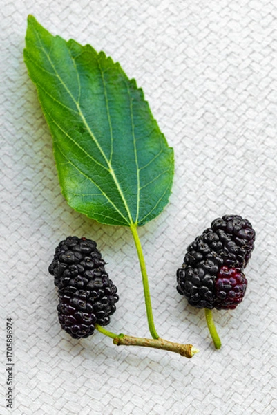 Fototapeta Fresh Black Mulberries with Green Leaf on Light Textured Background