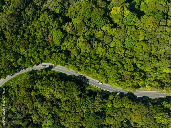 Fototapeta Car in rural road in deep rain forest with green tree forest view from above, Aerial view car in the forest on asphalt road background, Electric vehicle EV car drive asphalt road green tree forest