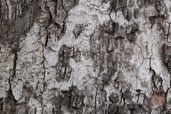 Fototapeta Tree bark abstract background, Trunk texture.