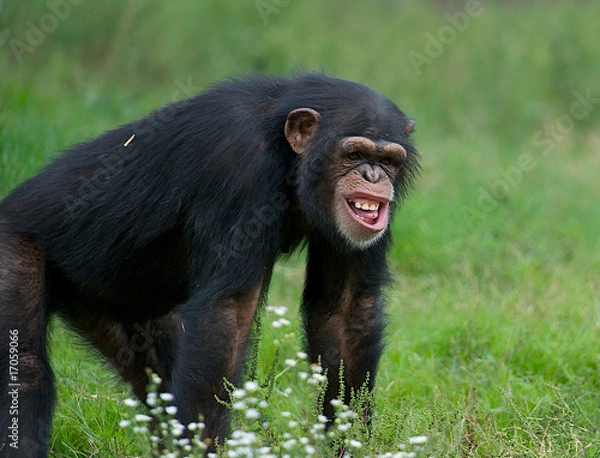 Obraz Adult Chimpanzee - (Pan troglodytes)