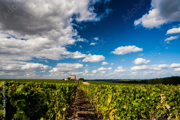 Obraz Winorośl Sauternes