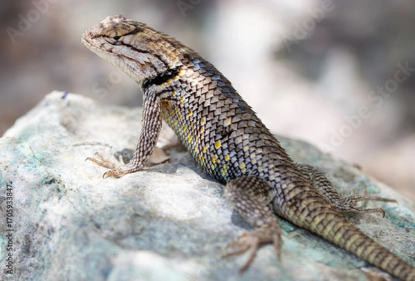 Obraz Arizona Animals