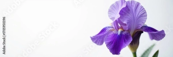 Fototapeta Single majestic purple iris, pristine white background, iris, purple iris