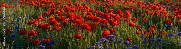 Fototapeta Field of wildflowers, red poppies and blue cornflowers sway in the breeze, bathed in the soft glow of golden hour light