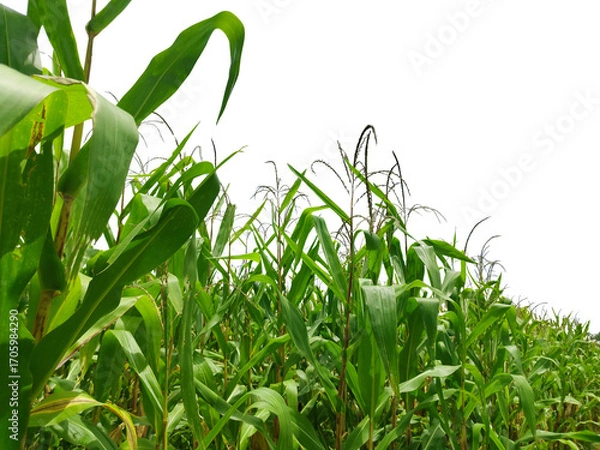 Fototapeta Corn plant  growing isolated on transparent background for garden design.