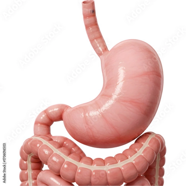 Obraz Human Digestive System Anatomy of Stomach Intestines and Upper GI Tract on transparent background