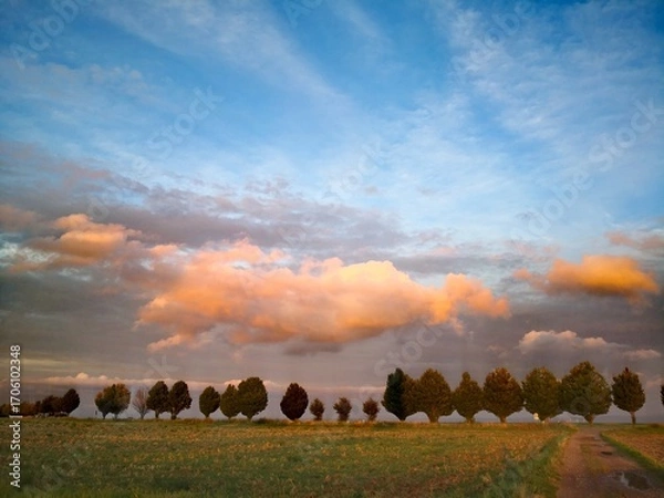 Obraz Allee im Abendlicht