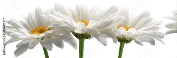 Fototapeta A row of daisy flowers displays pristine white petals and vibrant yellow centers on a clean, stark white background, evoking simplicity and freshness