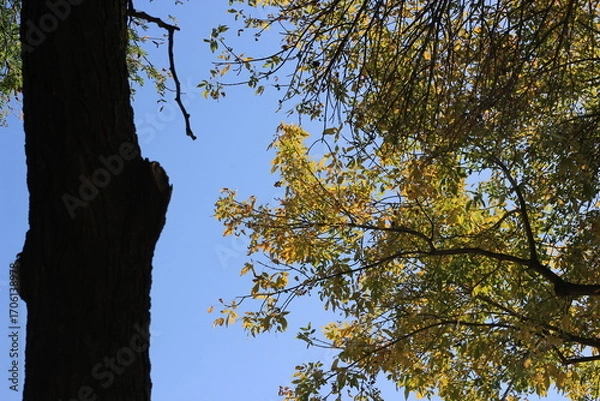 Fototapeta trees in the forest
