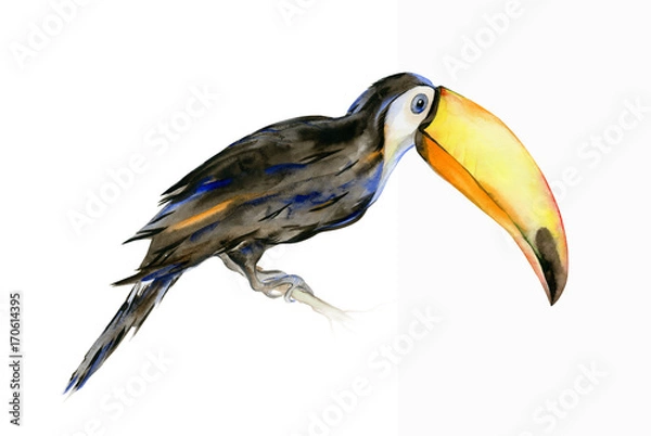 Obraz Watercolor illustration of tropical toucan bird. Ramphastos. Trendy artwork with tropic summertime motif. Exotic Hawaii art. Design for fabric and decor. 