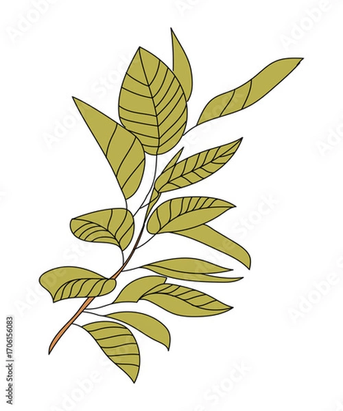 Fototapeta Branch with leaves isolated on white background. Botanical vector element. Natural tree branch. Cute beautiful illustration. Hand drawn in flat style with outline.
