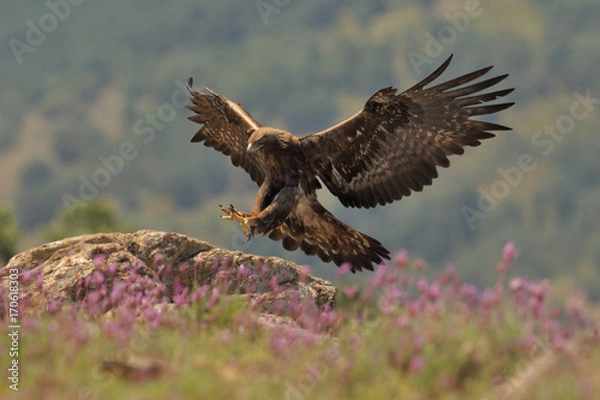 Obraz Golden eagle fly