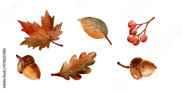 Fototapeta Watercolor autumn nature set with maple leaves rowan berries and acorn seasonal botanical foliage illustration isolated on white background
