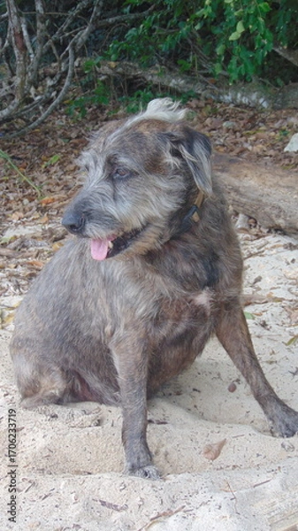 Fototapeta Un petit chien poilu assis dans le sable