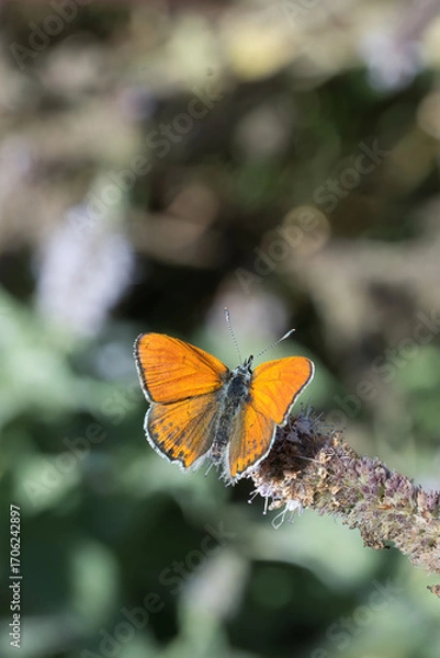 Obraz Lycaenidae / Küçük Ateş / Lesser Fiery Copper / Lycaena thersamon