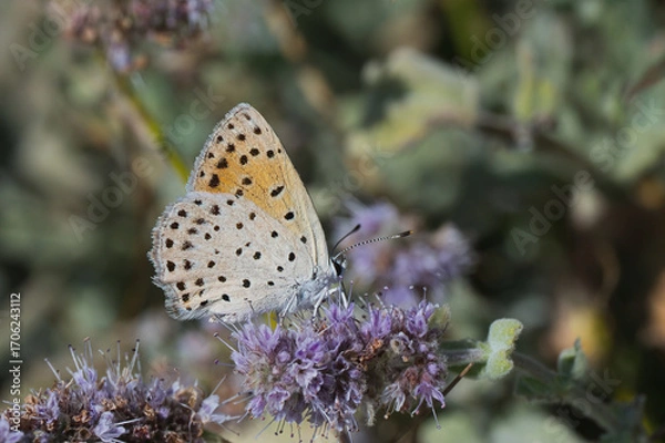 Obraz Lycaenidae / Küçük Ateş / Lesser Fiery Copper / Lycaena thersamon
