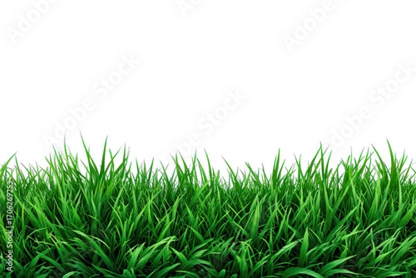 Fototapeta Fresh green grass from a lush meadow, isolated on a white background, perfect for spring and summer themes