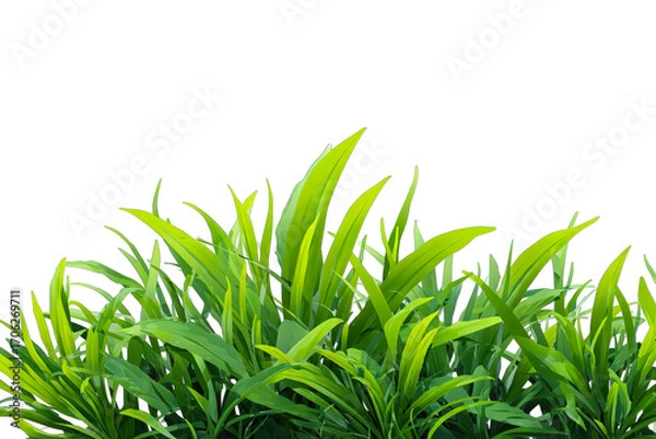 Fototapeta Fresh green grass, a symbol of growth and nature, is isolated on a clean white background