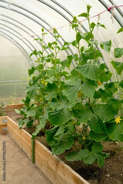 Obraz Growing cucumbers in a greenhouse.