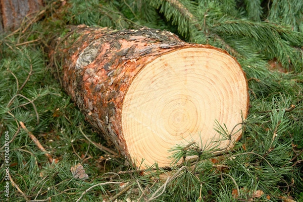Obraz Close up of cut pine tree trunk, surrounded by soft greenery.