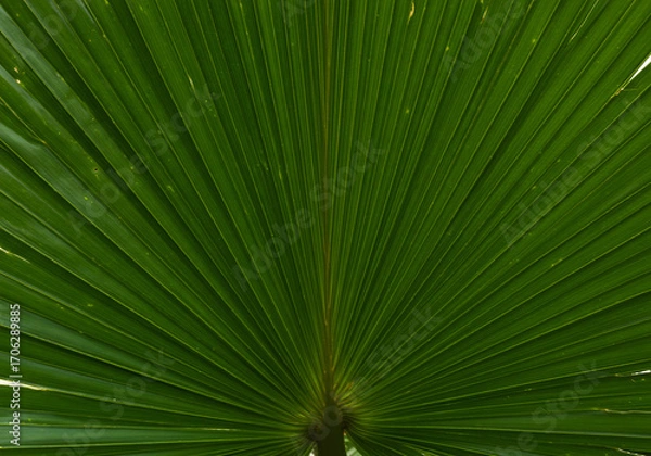 Fototapeta Abstract Nature Background with Green Palm Leaf Ribs and Stripes

