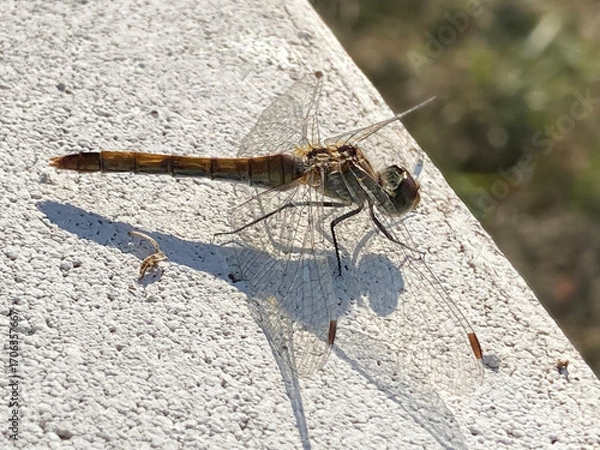 Obraz dragonfly Sympetrum newman close up