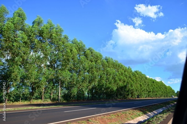 Obraz Road tree