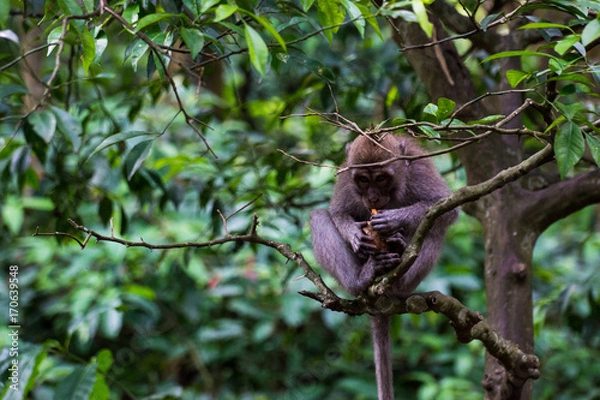 Obraz Affe im Dschungel in Bali