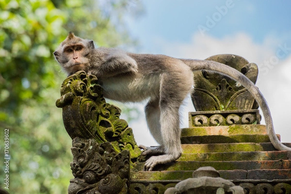 Obraz Affe in einem Tempel in Bali