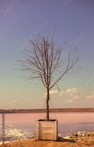 Fototapeta Bare Tree Against the Background of a Salt Lake
