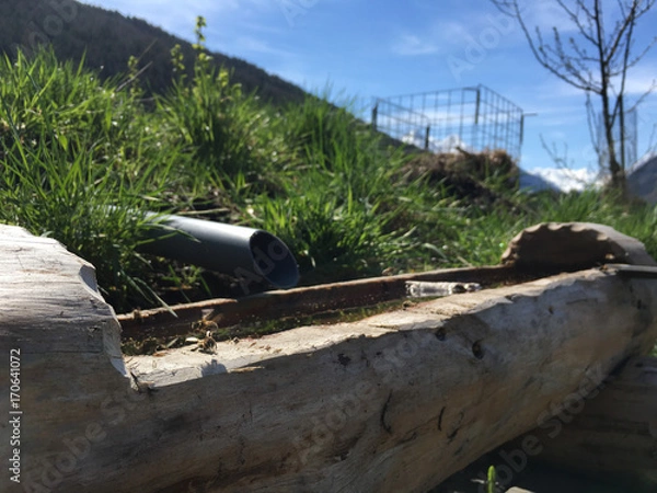 Obraz Bienen im Makro