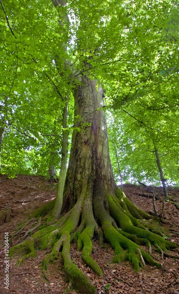 Obraz Weber nie ciągnie
