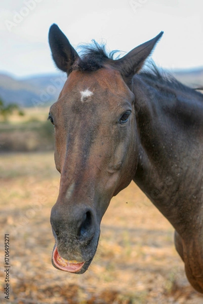 Obraz Portrait of a horse in nature
