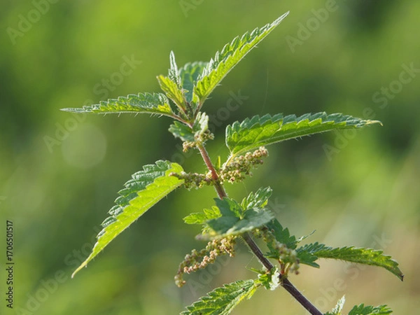 Fototapeta Isolated close up of the leaves of a common nettle (urtica dioica) also known as burn nettle or stinging nettle in a field in Bonn, Germany in September.