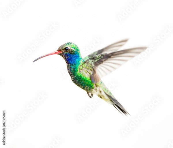 Obraz Broad Billed Hummingbird in flight, isolated on a white background.