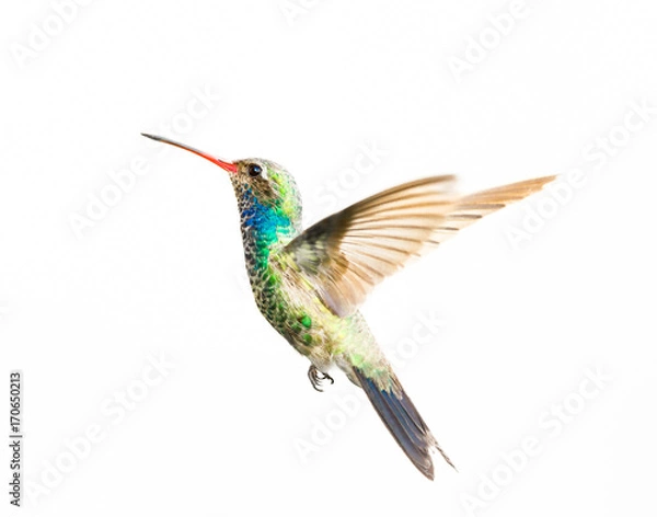 Obraz Broad Billed Hummingbird in flight, isolated on a white background.