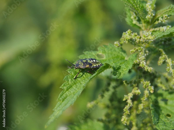 Fototapeta Isolate close-up of a green shield bug (palomena prasina) or stink bug sitting on a leaf of a common nettle (urtica dioica) in a field in Bonn, Germany in September