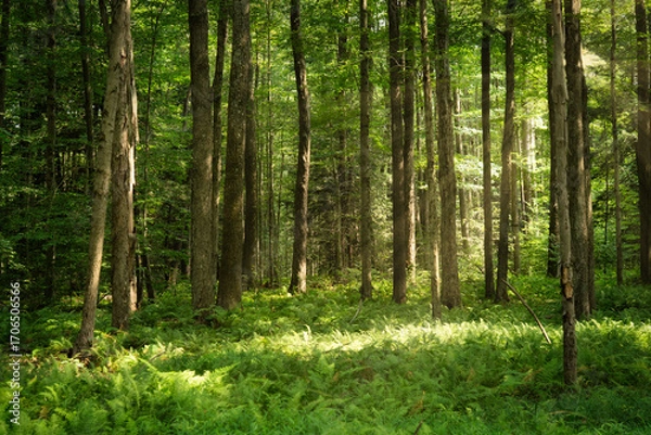 Obraz Sunlight in the Forest