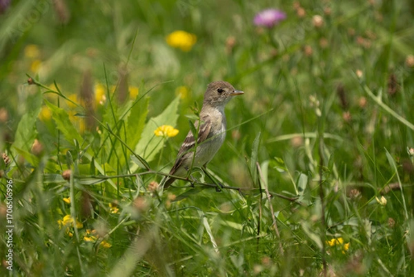 Obraz Willow Flycatcher Perched on a Flower Stem